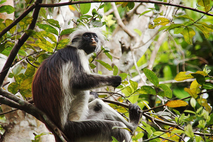 zanzibar-primate-tours