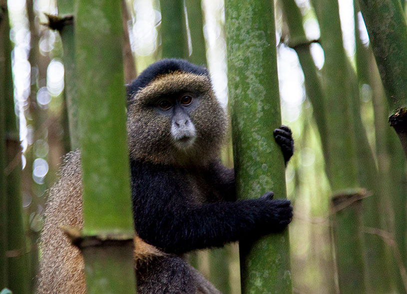 golden-monkey-mgahinga-national-park