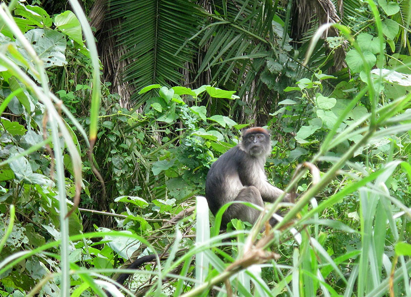 kibale-forest-national-primates