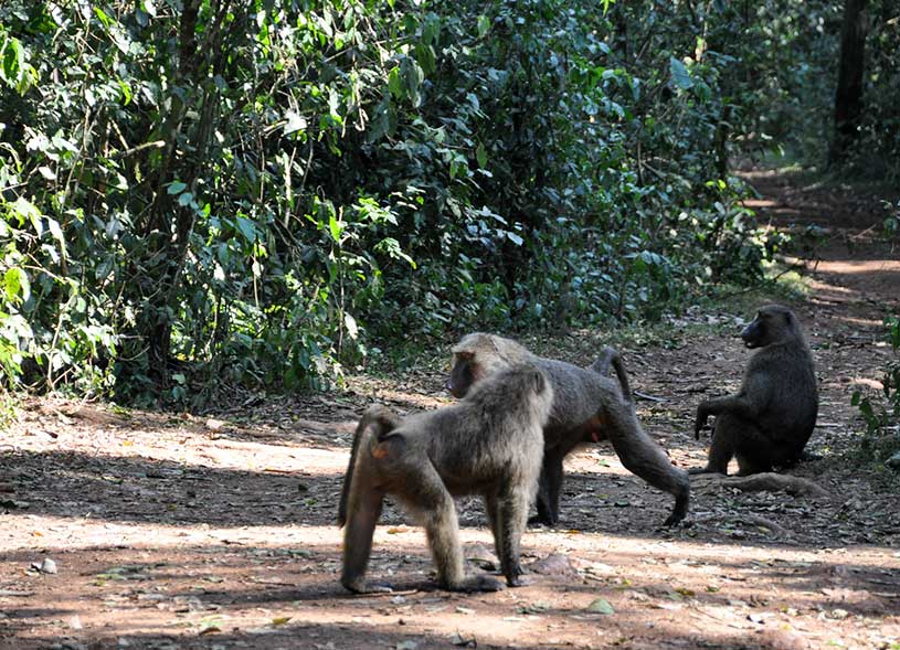 primates-species-kibale-forest-uganda