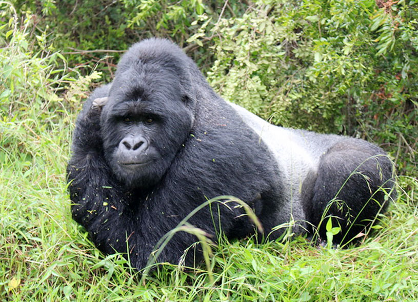 silverback-gorilla-mgahinga-national-park