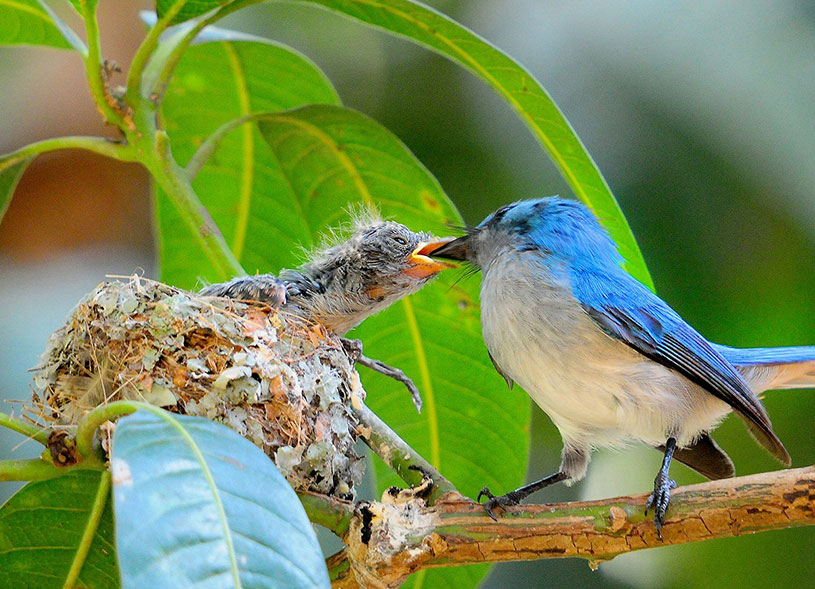 sipi-falls-birding-safari
