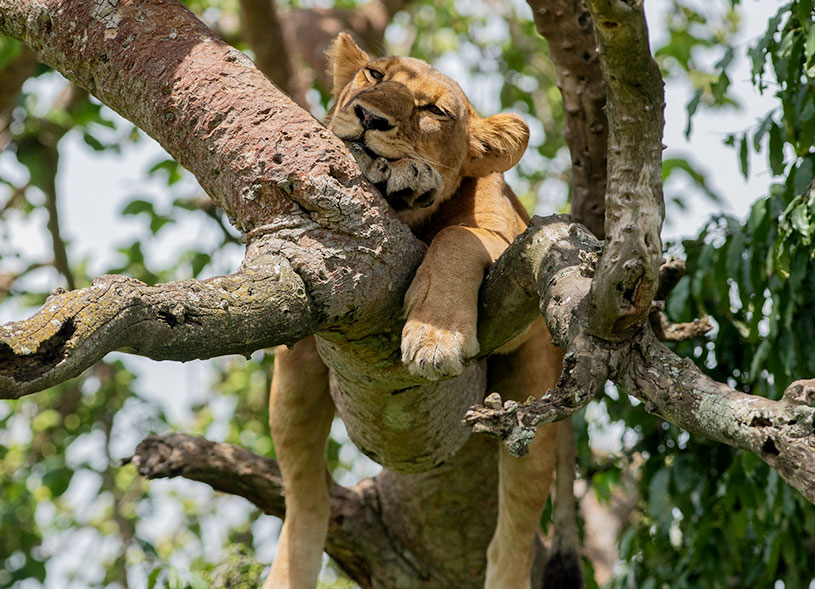 tree-climbing-lions