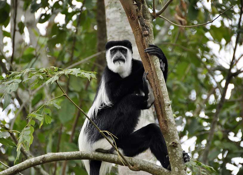 white-colobus-monkey-kibale-forest