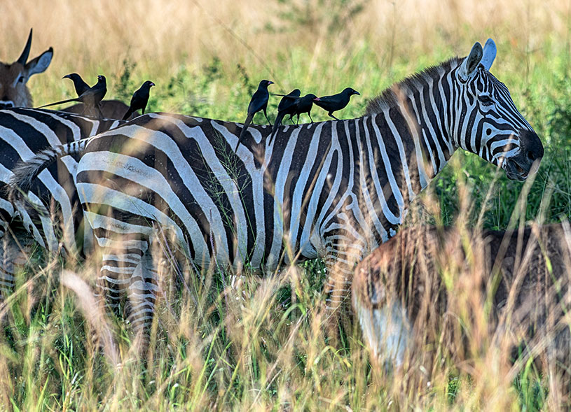zebra-kidepo-valley
