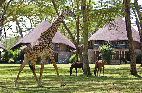 lake-naivasha-sopa-resort-giraffe-horses
