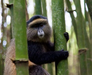 golden-monkey-mgahinga-national-park