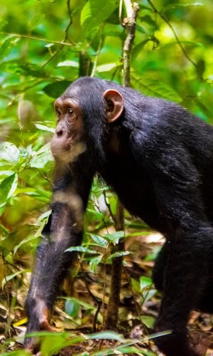kibale-chimpanzee-trek-safari