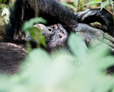 kibale-chimpanzee-uganda-safari