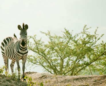 lake-mburo-zebra
