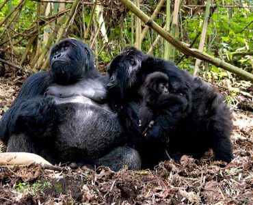 mountain-gorilla-mgahinga-national-park