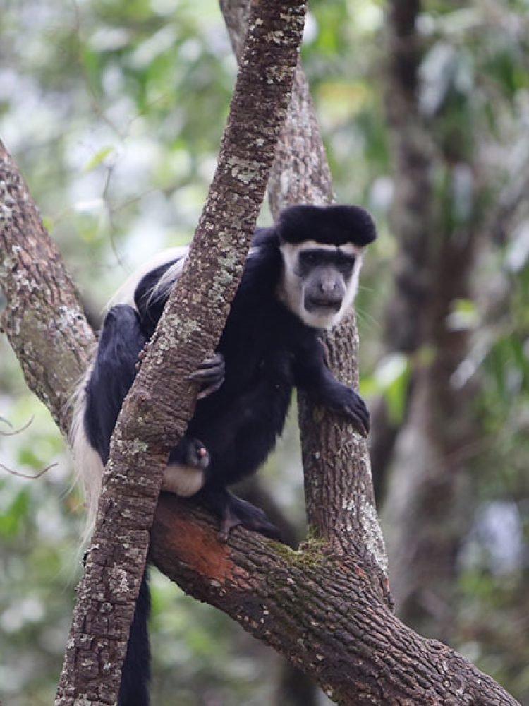primates-bwindi-uganda